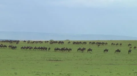 Wildebeest migration Stock Footage 10754059