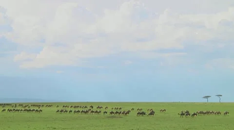 Wildebeest migration Stock Footage 10754066