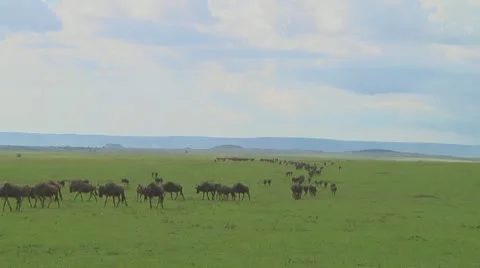 Wildebeest migration Stock Footage 10754079