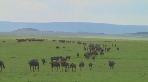 Wildebeest migration Stock Footage 10754100