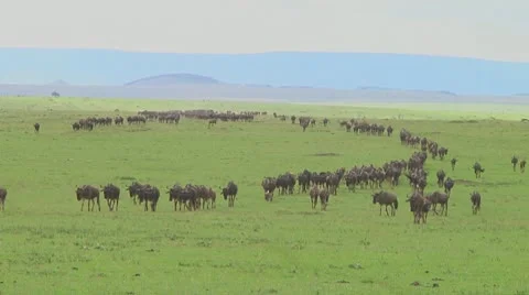 Wildebeest migration Stock Footage 10754111