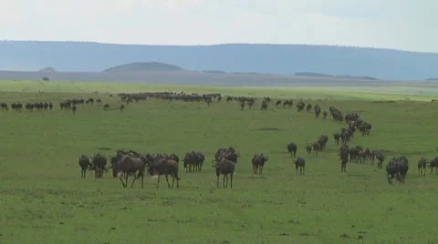 Wildebeest migration Stock Footage 10754118