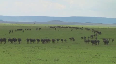 Wildebeest migration Stock Footage 10754130