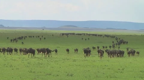 Wildebeest migration Stock Footage 10754140