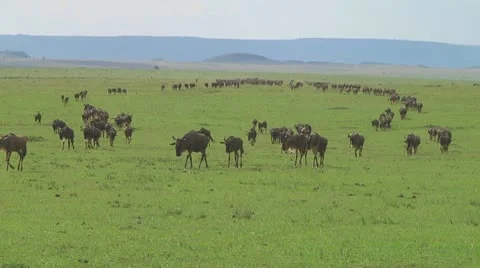 Wildebeest migration Stock Footage 10754154