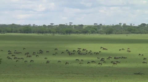 Wildebeest migration Stock Footage 10754162