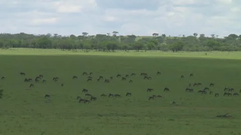 Wildebeest migration Stock Footage 10754172