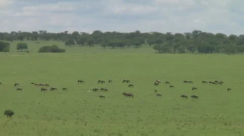 Wildebeest migration Stock Footage 10754175