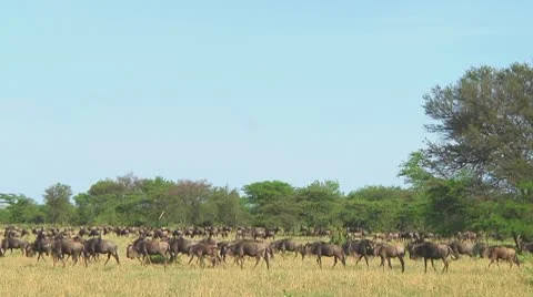 Wildebeest migration Stock Footage 10754207