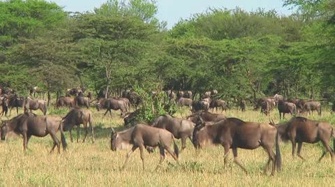 Wildebeest migration Stock Footage 10754234