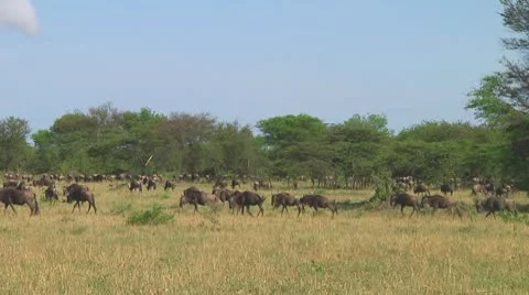 Wildebeest migration Stock Footage 10754247