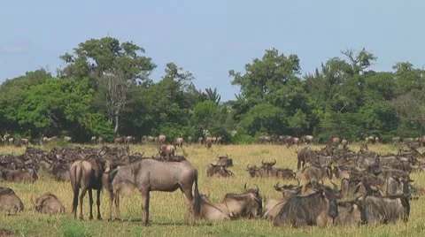 Wildebeest migration Stock Footage 10754273