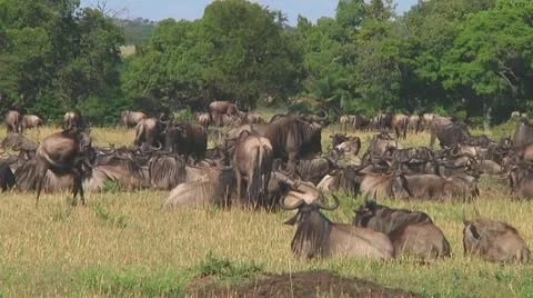 Wildebeest migration Stock Footage 10754282