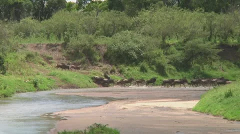 Wildebeest migration Stock Footage 10754291