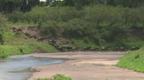 Wildebeest migration Stock Footage 10754296