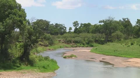 Wildebeest migration Stock Footage 10754302