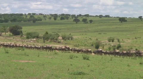Wildebeest migration Stock Footage 10754313