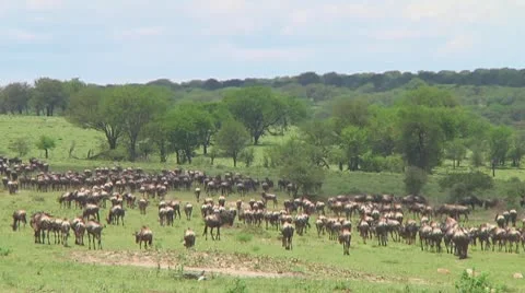 Wildebeest migration Stock Footage 10754333