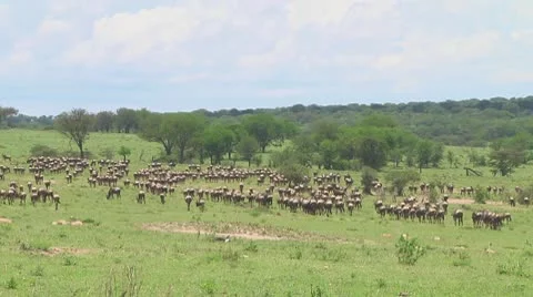 Wildebeest migration Stock Footage 10754343