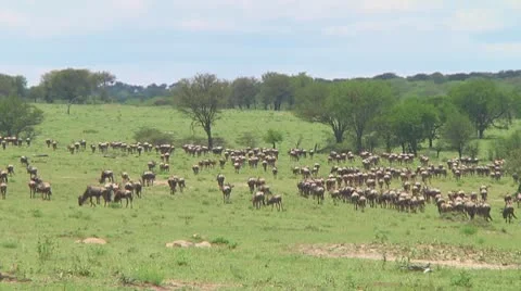 Wildebeest migration Stock Footage 10754351