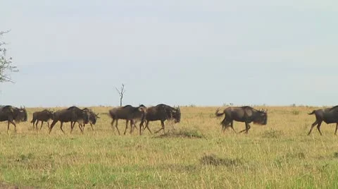 Wildebeest migration Stock Footage 10754378