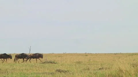 Wildebeest migration Stock Footage 10754392