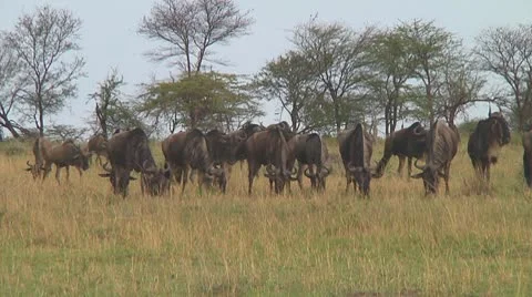 Wildebeest migration Stock Footage 10754398