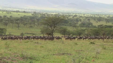 Wildebeest migration Stock Footage 10754413