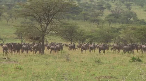 Wildebeest migration Video stock 10754432