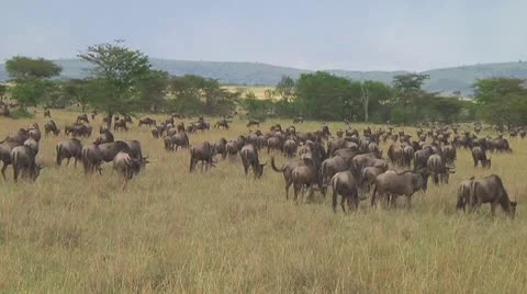 Wildebeest migration Stock Footage 10754445
