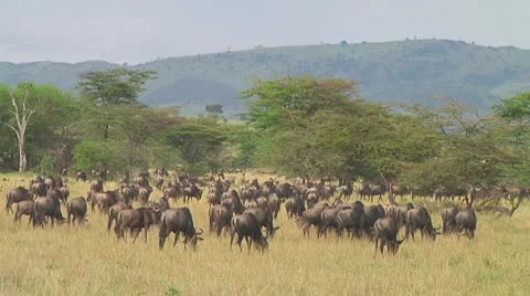 Wildebeest migration Stock Footage 10754459
