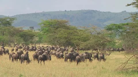 Wildebeest migration Stock Footage 10754469