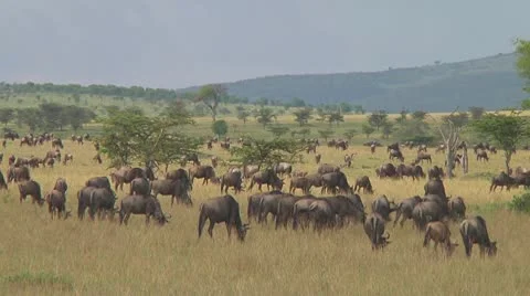 Wildebeest migration Stock Footage 10754490