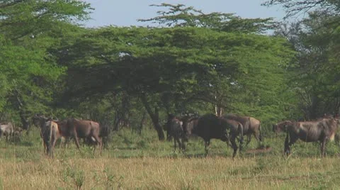 Wildebeest migration Stock Footage 10757150