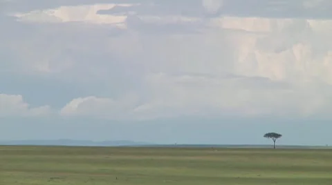 Wildebeest migration Stock Footage 10757163