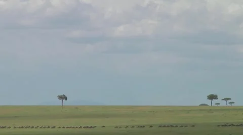 Wildebeest migration Stock Footage 10757170