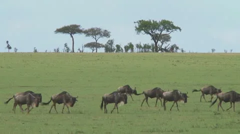Wildebeest migration Stock Footage 10757181