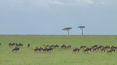 Wildebeest migration Stock Footage 10757602