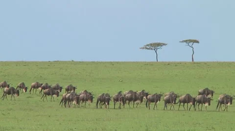 Wildebeest migration Stock Footage 10757607