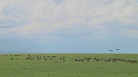 Wildebeest migration Stock Footage 10757614
