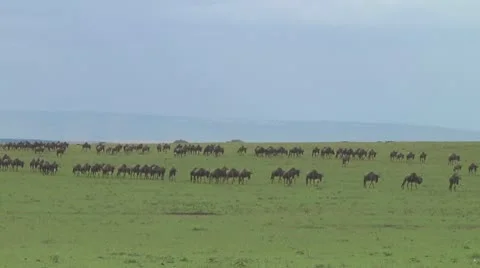 Wildebeest migration Stock Footage 10757624
