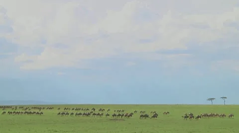Wildebeest migration Video stock 10757626