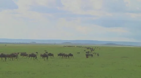 Wildebeest migration Stock Footage 10757629