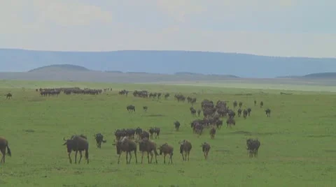 Wildebeest migration Stock Footage 10757642