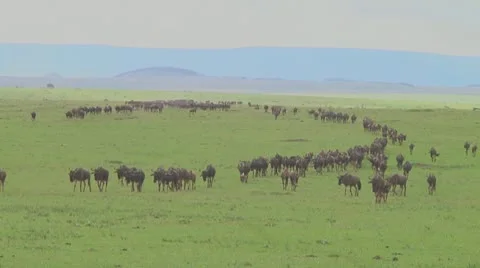 Wildebeest migration Stock Footage 10757650