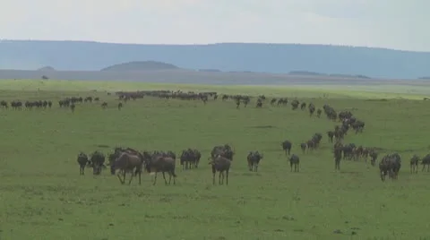 Wildebeest migration Stock Footage 10757659