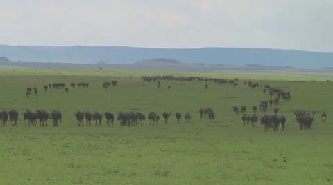 Wildebeest migration Stock Footage 10757665