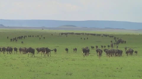 Wildebeest migration Stock Footage 10757670
