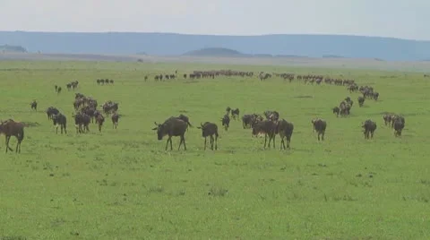 Wildebeest migration Stock Footage 10757680