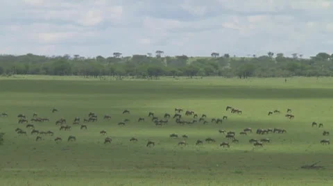Wildebeest migration Stock Footage 10757684